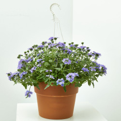 VERBENA TARRINA 3,6L
