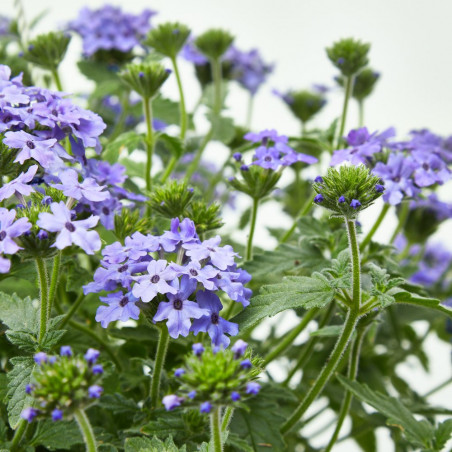 VERBENA TARRINA 3,6L