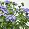 VERBENA TARRINA 3,6L