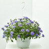 VERBENA TARRINA 3,6L