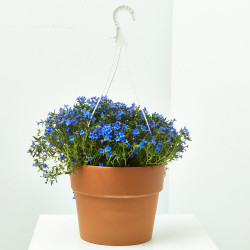 LITHODORA DIFFUSA MACETA 22CM