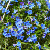 LITHODORA DIFFUSA MACETA 22CM