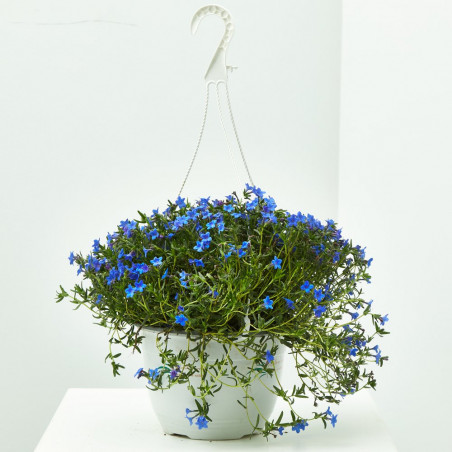 LITHODORA DIFFUSA MACETA 22CM
