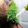 BONSAI RAÍZ AMPLIA 24 X 16 X 20 CM