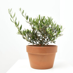 OLIVO MEDITERRÁNEO TARRINA 20CM