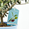 OLIVO MEDITERRÁNEO TARRINA 20CM