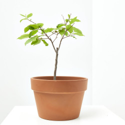 KAKI MEDITERRÁNEO TARRINA 20CM