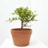 GRANADO MEDITERRÁNEO TARRINA 20CM