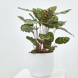CALATHEA ROSEA PICTA MACETA 19CM