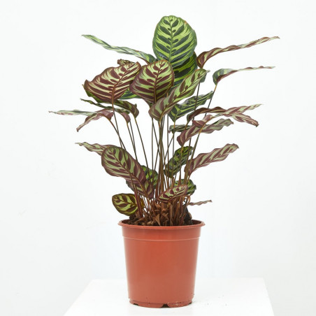 CALATHEA ROSEA PICTA MACETA 19CM