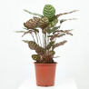 CALATHEA ROSEA PICTA MACETA 19CM