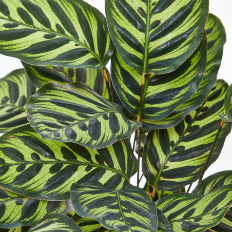 CALATHEA ROSEA PICTA MACETA 19CM