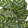 CALATHEA ROSEA PICTA MACETA 19CM