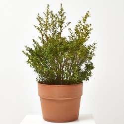ILEX CRENATA DARK GREEN