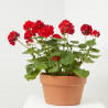 GERANIO ZONAL TARRINA 25CM
