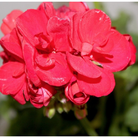 GERANIO ZONAL TARRINA 25CM