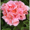 GERANIO ZONAL TARRINA 25CM