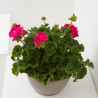 GERANIO ZONAL TARRINA 25CM