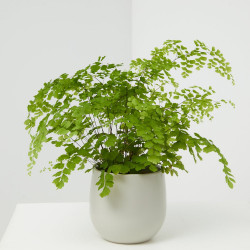 ADIANTUM MACETA 13CM