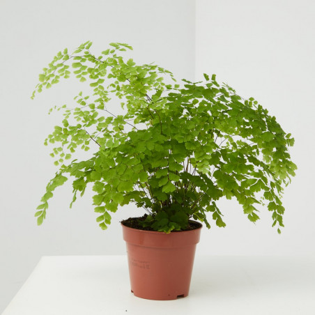 ADIANTUM MACETA 13CM