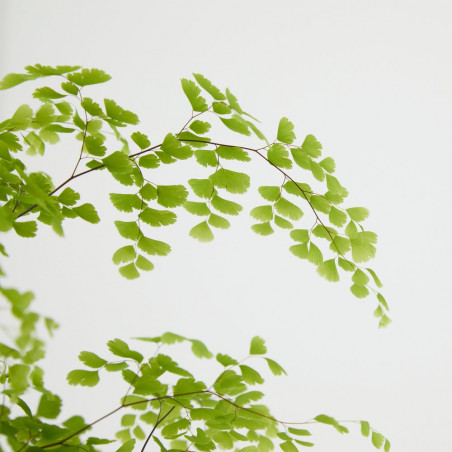 ADIANTUM MACETA 13CM