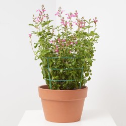 SALVIA VARIEDADES MACETA 15CM