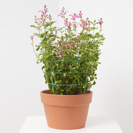 SALVIA VARIEDADES MACETA 15CM