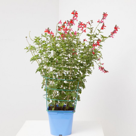 SALVIA VARIEDADES MACETA 15CM