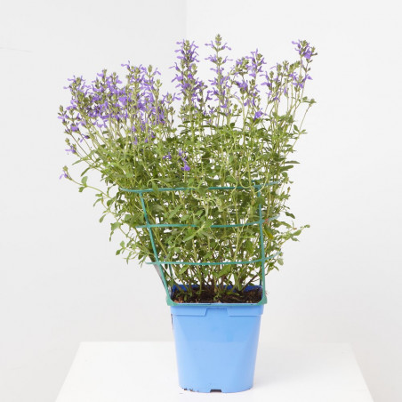 SALVIA VARIEDADES MACETA 15CM
