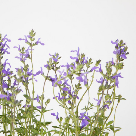 SALVIA VARIEDADES MACETA 15CM