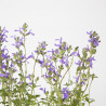 SALVIA VARIEDADES MACETA 15CM