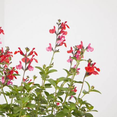SALVIA VARIEDADES MACETA 15CM