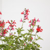 SALVIA VARIEDADES MACETA 15CM