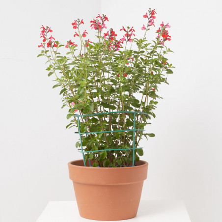 SALVIA VARIEDADES MACETA 15CM