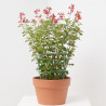 SALVIA VARIEDADES MACETA 15CM