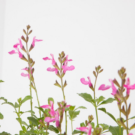 SALVIA VARIEDADES MACETA 15CM