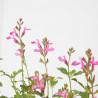 SALVIA VARIEDADES MACETA 15CM