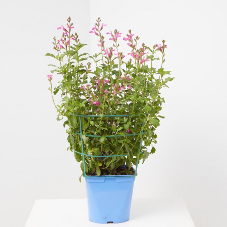SALVIA VARIEDADES MACETA 15CM