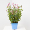 SALVIA VARIEDADES MACETA 15CM