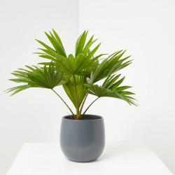 LIVISTONIA ROTUNDIFOLIA MACETA 12CM