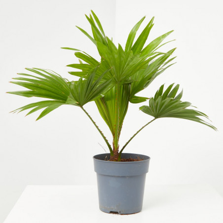 LIVISTONIA ROTUNDIFOLIA MACETA 12CM