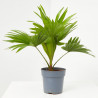 LIVISTONIA ROTUNDIFOLIA MACETA 12CM