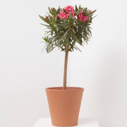 ADELFA COPA MACETA 20CM
