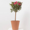 ADELFA COPA MACETA 20CM