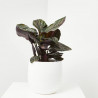 CALATHEA ORNATA MACETA 19CM