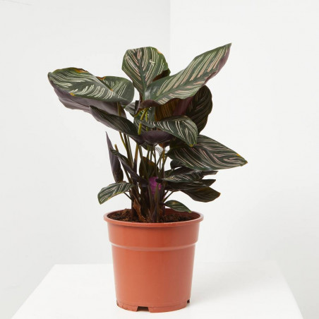 CALATHEA ORNATA MACETA 19CM