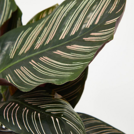 CALATHEA ORNATA MACETA 19CM