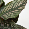 CALATHEA ORNATA MACETA 19CM