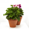 GERANIO PENSAMIENTO MACETA 13CM