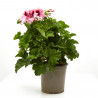 GERANIO PENSAMIENTO MACETA 13CM